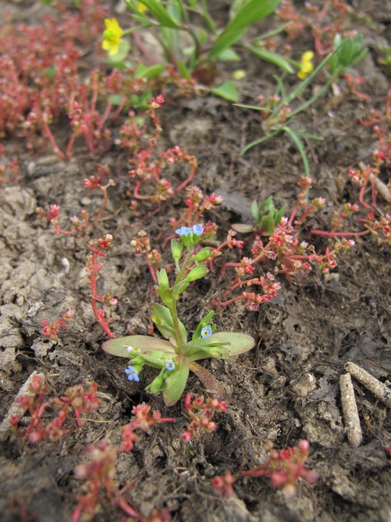 Myosotis sicula